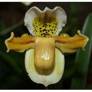 กล้วยไม้รองเท้านารีเหลืองกระบี่  Paphiopedilum exul กล้วยไม้พันธุ์แท้