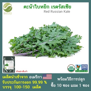 เมล็ดคะน้าใบหยิก เรดรัสเซีย(เมล็ดนำเข้าจากอเมริการับประกันการงอก)