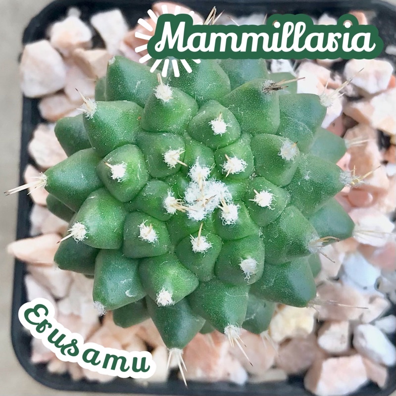 [แมมอิรุซามุ] Mammillaria Erusamu ส่งพร้อมกระถาง แคคตัส Cactus Succulent Haworthia ไม้อวบน้ำ พืชอวบน้ำ หนาม โขด