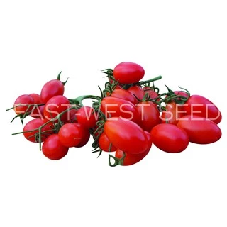 ศรแดง เมล็ดพันธุ์มะเขือเทศเชอร์รี่ เรดดี้ (East-West Seed) เมล็ดพันธุ์ผัก เมล็ดพันธุ์ ผักสวนครัว ตราศรแดง