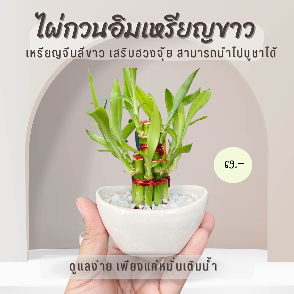 ไผ่กวนอิม พร้อม กระถางเหรียญจีน เหรียญหยก สายมูเตลูต้องมา - plukplearn ...