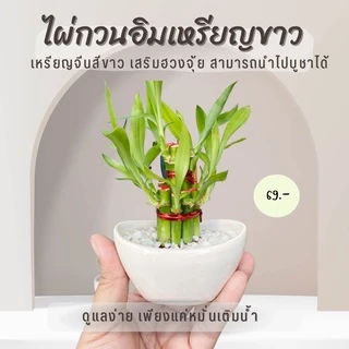 ไผ่กวนอิม พร้อม กระถางเหรียญจีน เหรียญหยก สายมูเตลูต้องมา