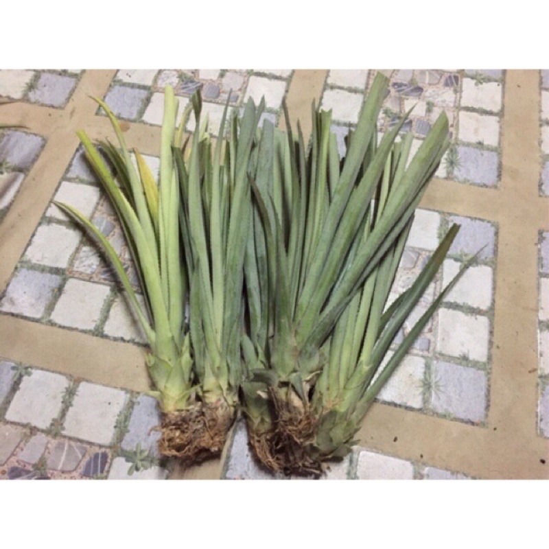 [ชุดละ10ต้น] สับปะรดฉีกตา หน่อสับปะรดพันธุ์ฉีกตา ต้นสับปะรด,หน่อสับปะรด พันธุ์ฉีกตา - รูปที่ 2