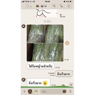 ส่งฟรี.ยอดหญ้าขนสด อินทรีย์ สำหรับหนูแกสบี้ & กระต่าย ตัดสดส่งทุกวัน 1 กก.