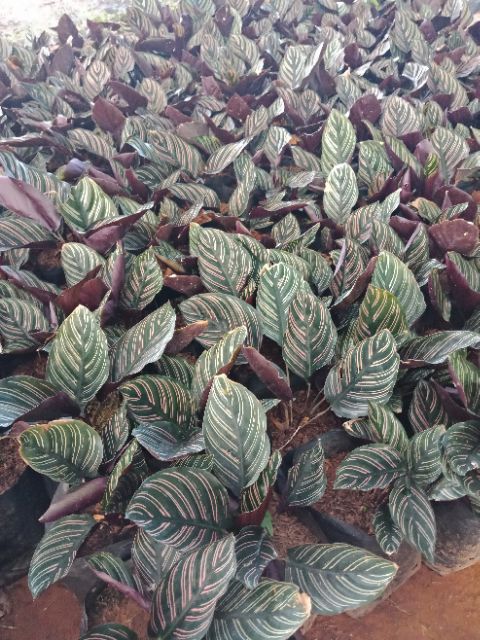 F188 คล้าเสน่ห์ขุนแผน Calathea Ornata เด่นเมตตามหานิยมมาก วาจาค้าขายสำเร็จผล ไม้มงคล ไม้ฟอกอากาศ - รูปที่ 2