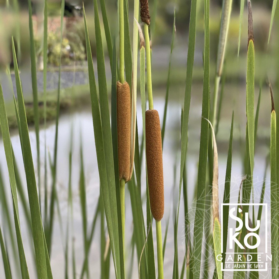 ต้นธูปฤาษี | ต้นกกช้าง | ต้นกกธูป (Typha angustifoliaL.) | 45 - 60 ชม. | ไม้น้ำ | ไม้ประดับ | ขายเป็นหน่อ