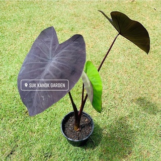 บอนดำ แบล็คเมจิก Colocasia Black Magic