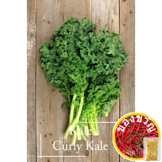 เมล็ด Heirloom CURLY-100 SEED * POT Friendly * เมล็ดพันธุ์ผักผักเหมาะสำหรับเมล็ด pasued YVNV