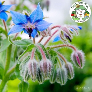 อินทรีย์ ต้น ดอก/1แพ็ค เมล็ดพันธุ์ โบราจ (ดอกไม้กินได้) Borage seed บรรจุมล็ด เมล็ดพันธุ์นำเข้าแท้ไปข50 เมล็ด （นี่มั FTH