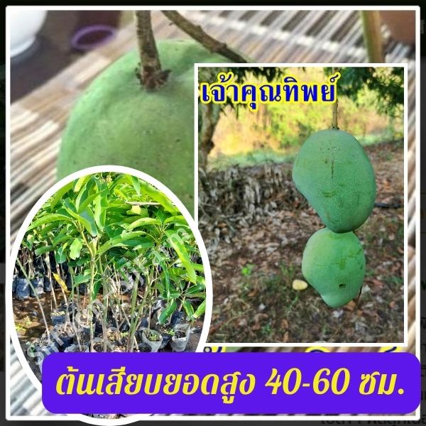 1 ต้น มะม่วงเจ้าคุณทิพย์ ต้นสูง 40-50 มีรสชาติดีทั้งผลดิบและสุก ผลสุกเนื้อแน่น ไม่มีเสี้ยน รสหวานจัด