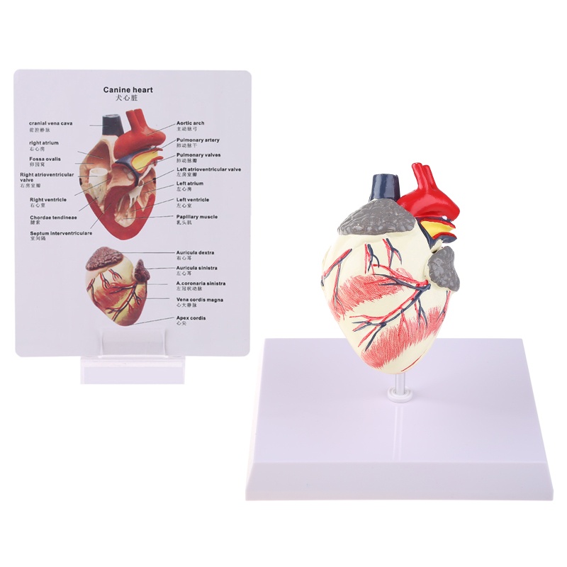 Top Dog Heart Anatomy Model Canine Pet Animal Organ Study Teaching Aid Education