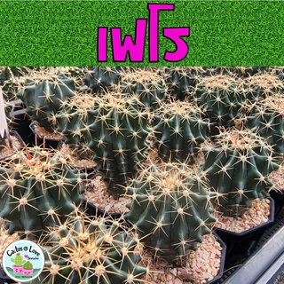 เฟอโรแคคตัส (Ferocactus) แคคตัส กระบองเพชร