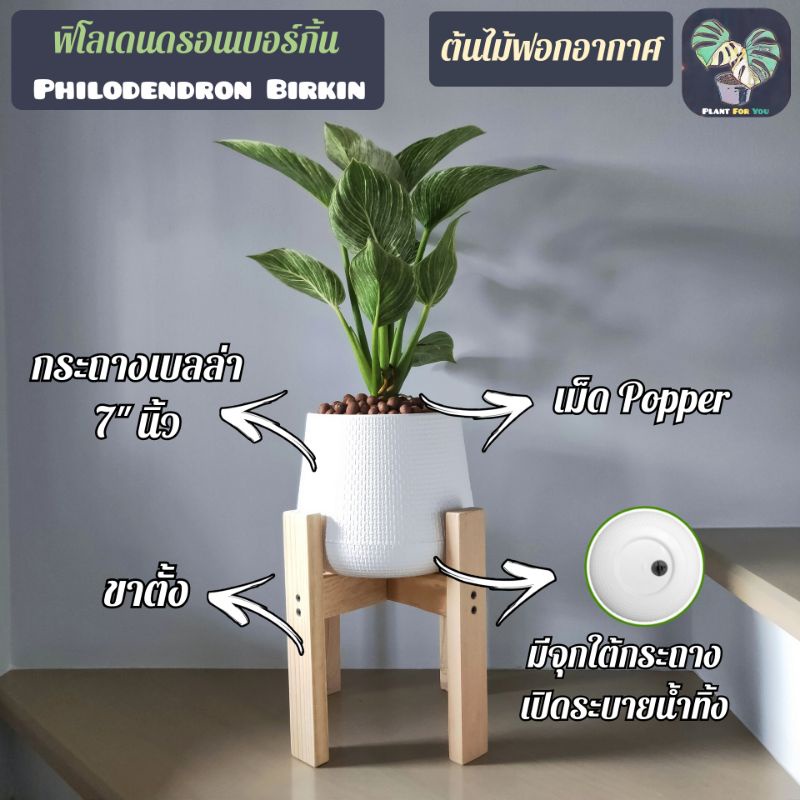 ต้นฟิโลเดนดรอนเบอร์กิ้น (Philodendron Birkin) "ต้นไม้ฟอกอากาศ" พร้อมกระถาง+เม็ดPopper+ขาตั้ง
