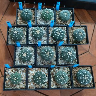 กระบองเพชร แคคตัส (Cactus) B 7/7/20 แอสโตรไฟตัม แอสทีเรียส (Astrophytum)