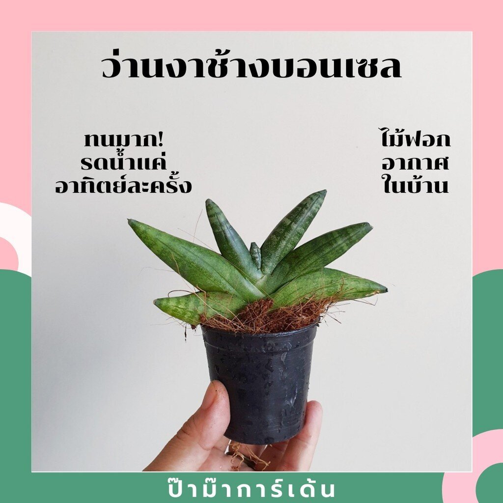 ต้นว่านงาช้างบอลเซล ไม่ฟอกอากาศในบ้าน มาพร้อมกระถาง2นิ้ว