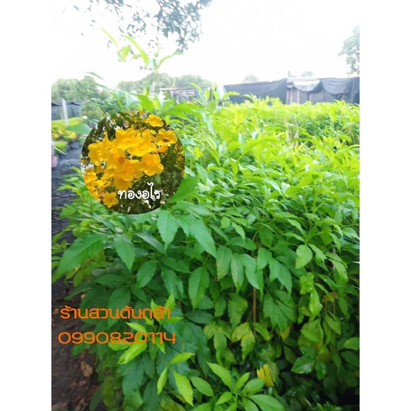 My Image 33