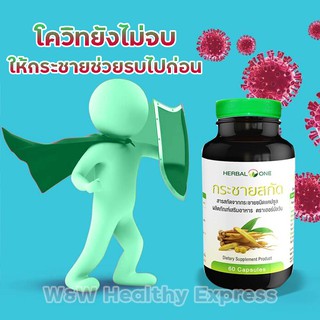 กระชายขาว อ้วยอันโอสถ กระชายขาวสกัด finger root ตรา herbal one ชนิดแคปซูล สมุนไพรต้านโควิด สมุนไพรต้านไวรัส