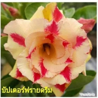 12 เมล็ด เมล็ดพันธุ์ ชวนชม สายพันธุ์ไต้หวัน ดอกสีเหลือง Adenium Seeds