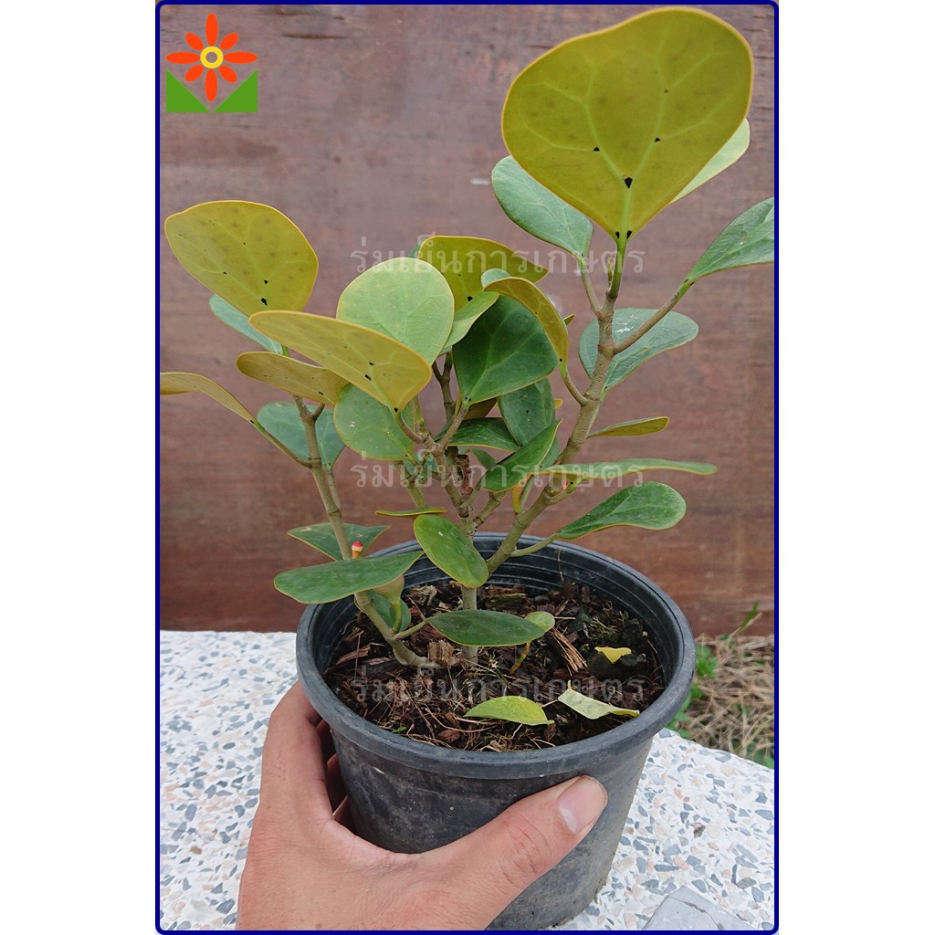 ต้นสาลิกาลิ้นทอง สาลิกาลิ้นทอง สาลิกาใบใหญ่ ส่งพร้อมกระถาง 6นิ้ว