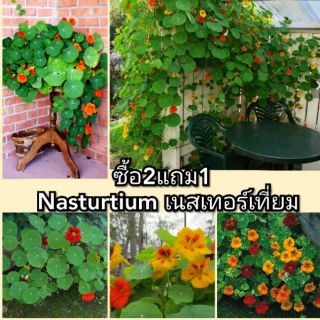 เมล็ดแนสเทอร์เที่ยม Nasturtium ไม้เลื้อย พุ่มสวย