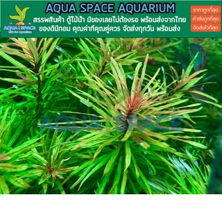 Ludwigia Cuba ลัดวิเจีย คิวบา ไม้น้ำ พรรณไม้น้ำ สำหรับ ตู้ไม้น้ำ พร้อมส่ง ไม้แดง Ludwigia inclinata cuba verticillata