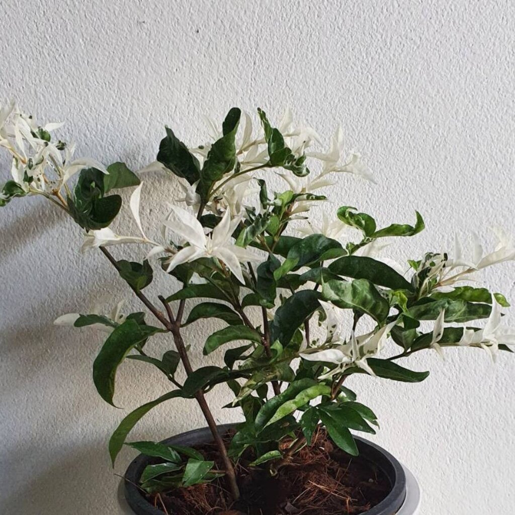 มุมมอง 2