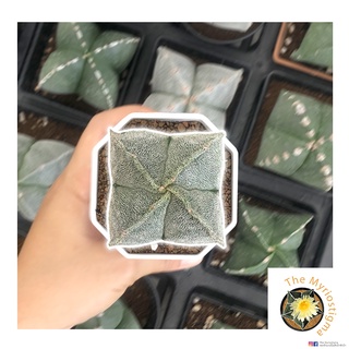 4 พู แคคตัส กระบองเพชร ราคาถูก มายริโอสติ๊กม่า Astrophytum Myriostigma