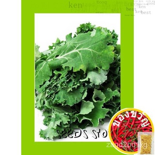 เมล็ดพันธ์ุ vege (10pcs) /dwarf siberian (Brassica oleracea) เมล็ดพันธุ์ WQXX