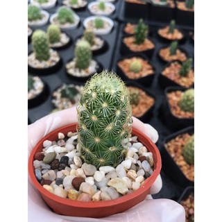 ส่งทั้งกระถาง- แคคตัส# แมมนิ้วทอง(mammillaria elongata)  cactus #พืชทนแล้ง#ไม้ประดับ#ตกแต่งบ้าน#ตกแต่งคอนโด