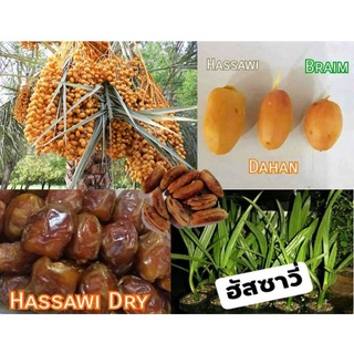 เมล็ดพัันธุ์อินทผลัมสายพันธุ์ Hassawi นำเข้าจากคูเวต สายพันธุ์กินสด และแห้ง รสหวานปานกลาง เนื้อนิ่ม