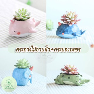 กระถางต้นไม้ Pot Succulent Cactus กระถางไม้อวบน้ำ กระถางกุหลาบหิน กระถางจิ๋ว กระถางเล็ก ต้นไม้มงคล ปลา