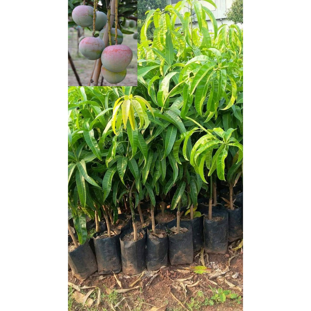 มะม่วงR2E2กิ่งเสียบยอดขนาด70ซม.