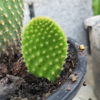 Opuntia   กระบองเพชร