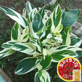 CALATHEA VARIEGATED "Maranta arundinacea Variegated"裙子/头饰/手链/母婴/鲜花/男装/玫瑰/木瓜/苹果/内裤/ CZL9