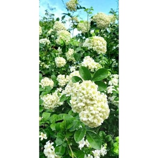 แก้วพวงดวงใจ ดอกมีกลิ่นหอม ส่งพร้อมกระถาง11นิ้วส่งใด้4กระถ่า…