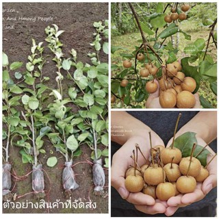 1กิ่งตอน)(ขาย กิ่งตอน) กิ่ง กิ่งตอน แบบตอน สาลี่จิ๋ว Baby asian pears / Wild pear fruit สาลี่ จิ๋ว ต้นสาลี่จิ๋ว ต้นสาลี่