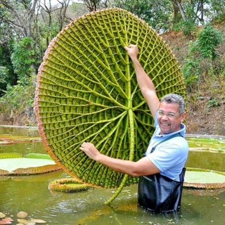 เมล็ดพันธุ์ บัวกระด้ง (Victoria waterlily) 5 เมล็ด