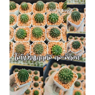 โลบิเวียแคคตัส Lobivia cactus โลบิเวียคละสี