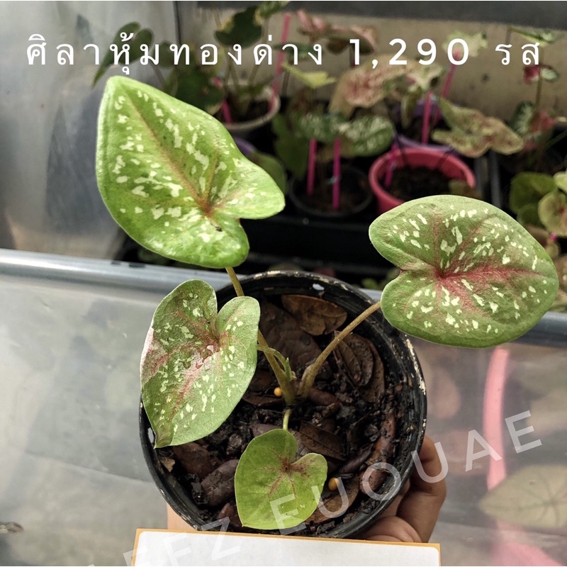 💚บอนสี ศิลาหุ้มทองด่าง💚 ราคารวมจัดส่ง