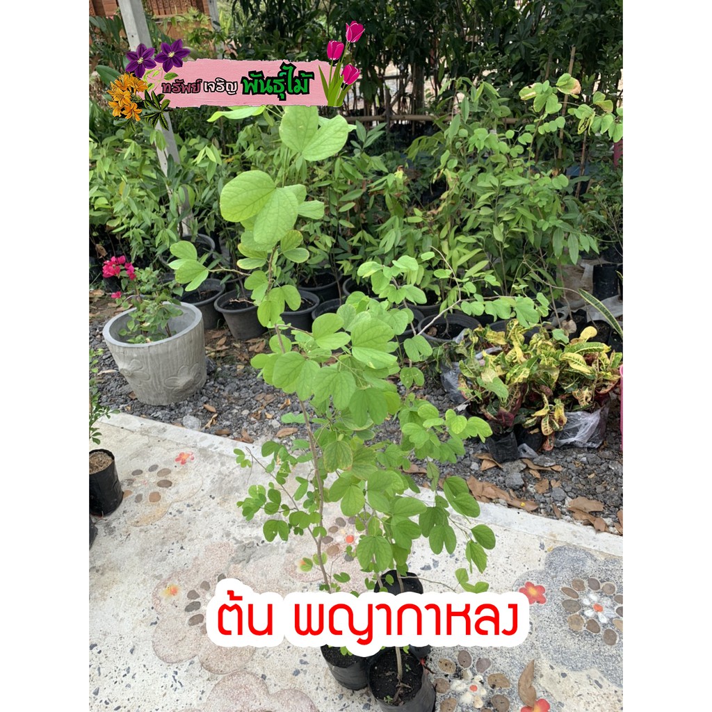 ต้นกาหลงขาวสูง40-50 cm. ต้นพญากาหลง​ มีดอกสี ขาวและสีครีม พร้อมส่ง สำคัญกรุณาสั่งซื้อในเวลา12:00น.-0