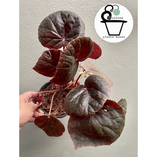 ต้นบีโกเนีย Begonia SP