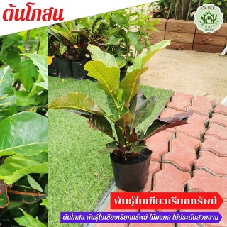 ถุงชำ ต้นโกศลใบเขียวเรียกทรัพย์ ขนาด 40-45 CM.