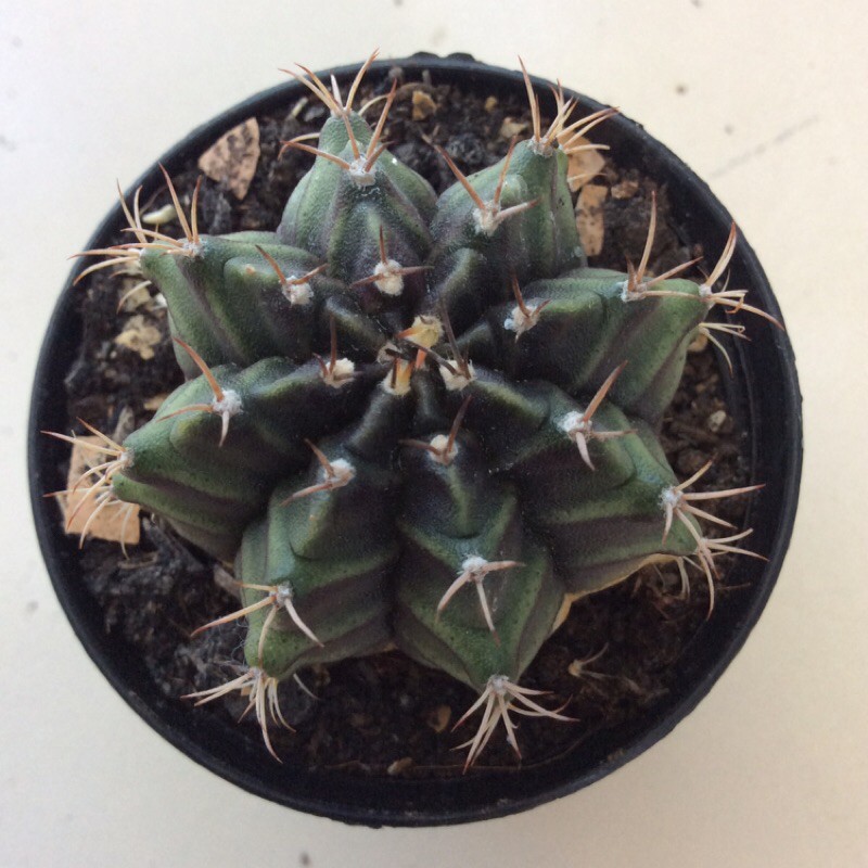 ✔️✔️ Gymnocalycium ยิมโน ไม้อวบน้ำ Cactus&amp;Succulent