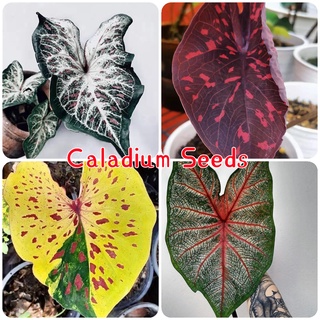 (ขายเป็นเมล็ด）บอนสี 100เมล็ด Mixed Colors Caladium Seeds Flower Seeds ลูกไม้ป้าก้านชมพู ไม้ฟอกอากาศ ไม้สวยงาม บอนสี