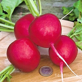 เมล็ดอวบอ้วน100%พร้อมส่ง ❗ รหัส 119 เมล็ดพันธุ์ OP แท้   เรดิชเยอรมัน - German Giant Radish หัวใหญ่กว่าแบบเชอรี่ เมล็ดเร