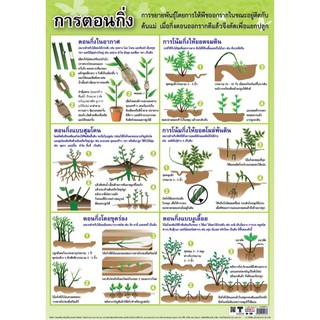 โปสเตอร์เรื่องการตอนกิ่ง #EQ-128 โปสเตอร์กระดาษ โปสเตอร์สื่อการเรียนการสอน