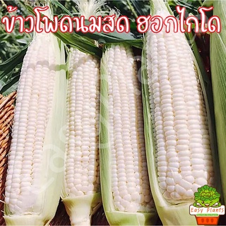 เมล็ดพันธุ์ ข้าวโพดนมสด ฮอกไกโด ถูกที่สุด พันธุ์หวาน หนึบ หอม มัน