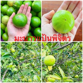 มะนาวแป้นพิจิตร🍋10 กก.❤️ถูกที่สุด คุณภาพคับแก้ว