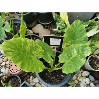 บอนหูช้างด่างเหลือง Alocasia gageana aurea variegated