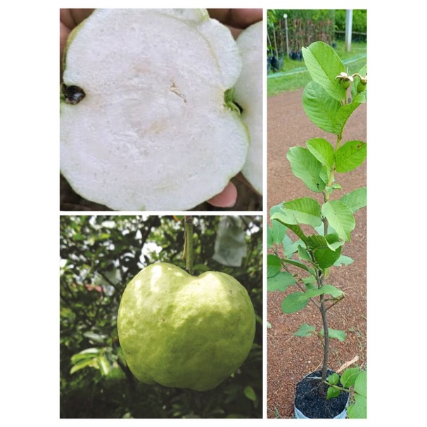 ต้นฝรั่งสุ่ยมีสายน้ำผึ้ง#หวานหอมกรอบไร้เมล็ด สูง70-90ซ.ม แบบกิ่งตอน